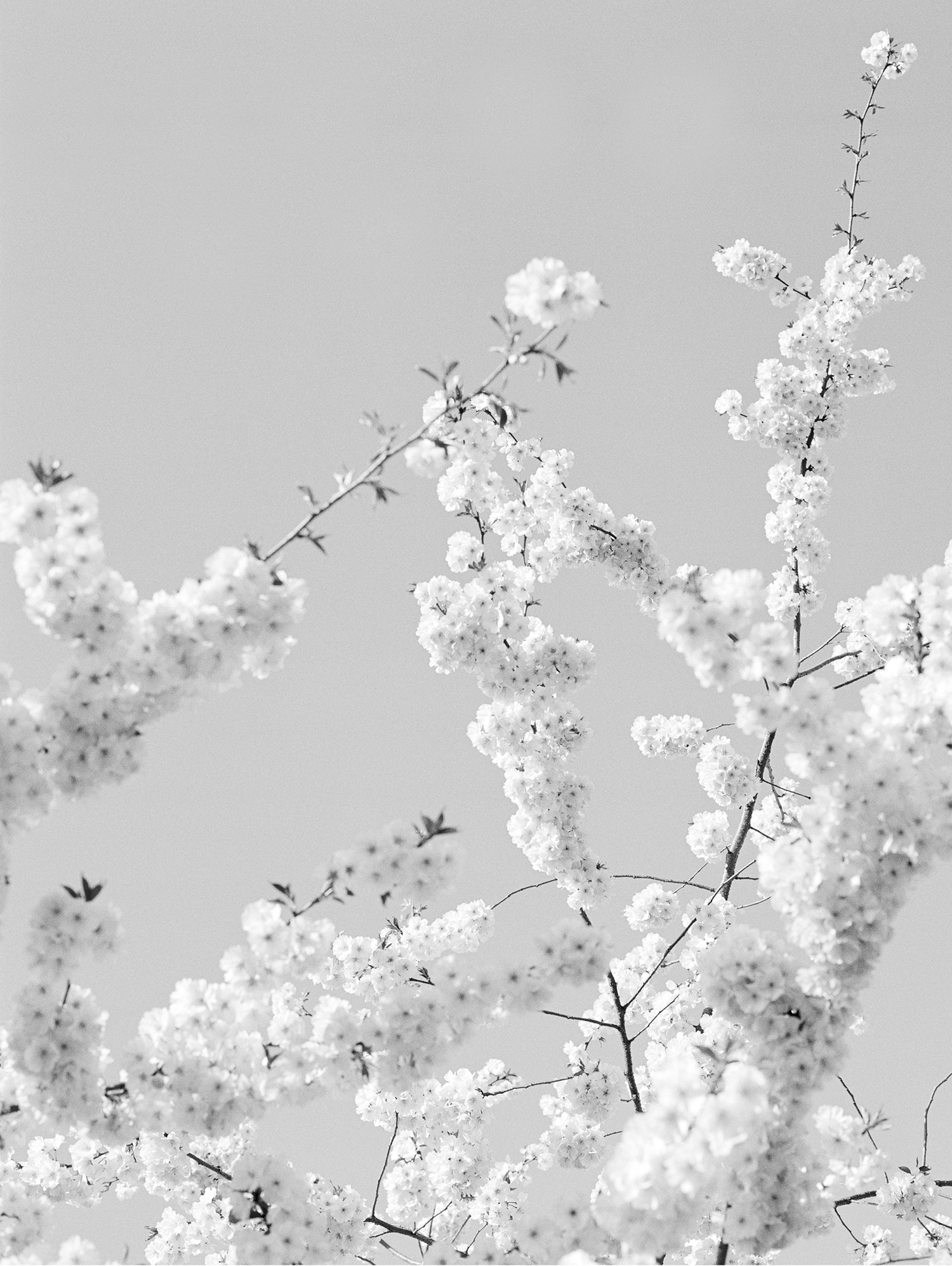 © Loredana Nemes, Blossom, BZ02 2012 in Ludwigsburg Tryptich (a)
