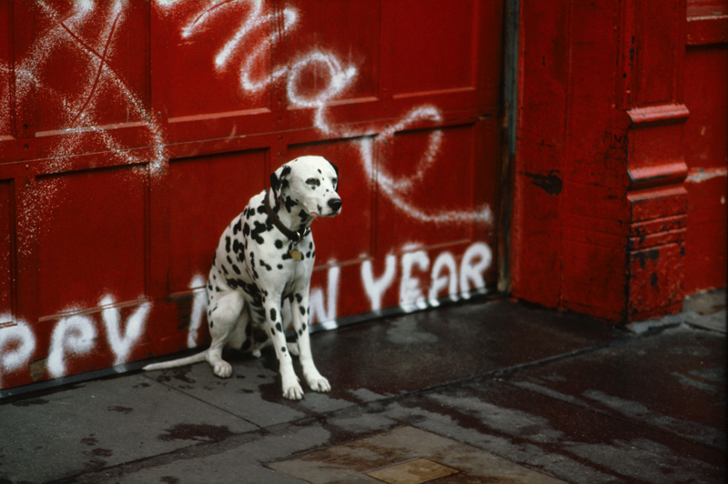 ©Frank Horvat,1984, NY USA, dalmatian dog, Happy New Year !, Courtesy KLV Art 2023